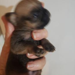 Madonna - Red female Brussels Griffon puppy in Nc, Florida from Brusseluv2