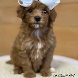 D-Peach Girl - Red  female Goldendoodle puppy in Lewisville, Texas from Texas Goldendoodle Lovers