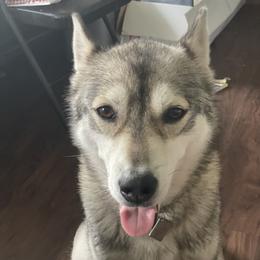 Rosie - Siberian Husky