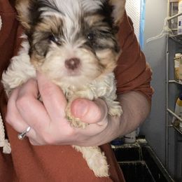 Cute guy - Chocolate, tan and white male Yorkshire Terrier puppy in Yukon, Oklahoma from Tiffs Yorkie babies