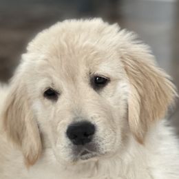 Golden Retriever Puppies from Clew Bay Golden Retrievers