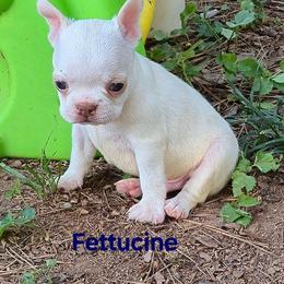 Fettucine - Lilac male Boston Terrier puppy in Griffin, Georgia from Celtic Performance Bostons