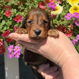 Shaded Red Male - Red male Dachshund puppy in Santa Rosa, California from Signature Mini Dachshunds