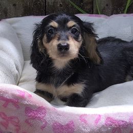 Black Cream Girl - Black and cream female Dachshund puppy in Avon Park, Florida from Dachshunds