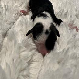 Girl 3 - Black and white female Aussiedoodle puppy in Martin County, Florida from Biggie Ranch