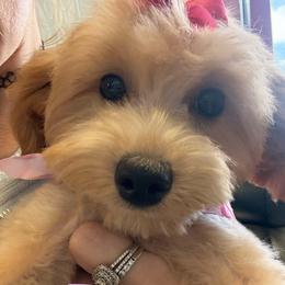 Roxy - Red  female Goldendoodle puppy in Saint Cloud, Florida from Rising Star Kennels