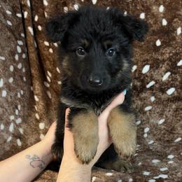 Gray color - Bi-color female German Shepherd puppy in Marion, Ohio from Legacy K9’s