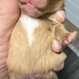 Rollo - Chocolate and tan male Pomeranian puppy in Jackson, New Jersey from Peapod Pomeranians