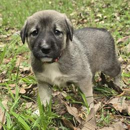 Girl 2- Hot Pink - Fawn female Anatolian Shepherd Dog puppy in La Grange, Georgia from Florida Anatolian Shepherds