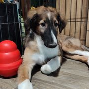 Borzoi and Samoyed Puppies from Kalabria