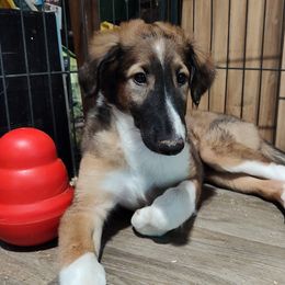Borzoi and Samoyed Puppies from Kalabria