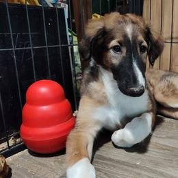 Borzoi and Samoyed Puppies from Kalabria