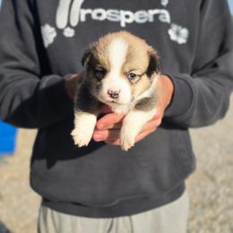 Boy 2 - Sable male Pembroke Welsh Corgi puppy in Odessa, Missouri from LOYAL T K9's CORGIS