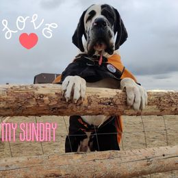 Great Dane and Pug Puppies from Viking Kennel
