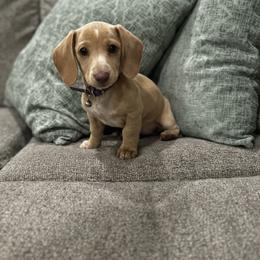 Dachshund Puppies from Vandruff Creek Mini Dachshunds