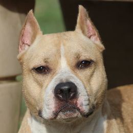Lotus - American Staffordshire Terrier