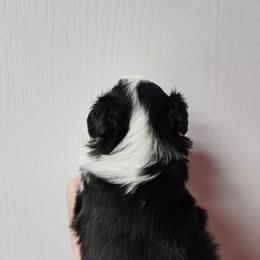 Mastiff and Toy Australian Shepherd Puppies from Mountain Mama Mastiffs and Tailspin Toy Aussies