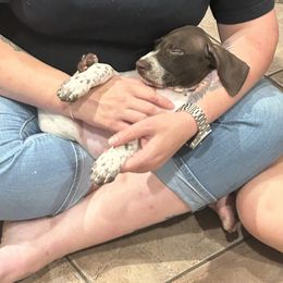 Boy- Black - White and liver male German Shorthaired Pointer puppy in Spencer, Massachusetts from Outback Kennels