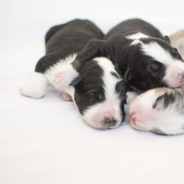 Australian Shepherd Puppies from Saddle Peak Aussies