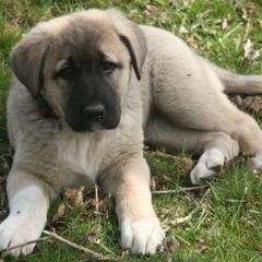 Anatolian Shepherd Dogs from Lambkin Lane Farm
