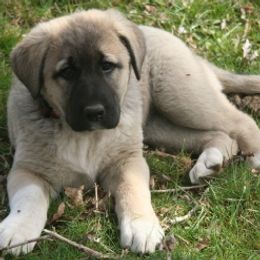 Anatolian Shepherd Dogs from Lambkin Lane Farm