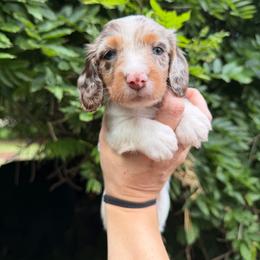 Akc Meeko - Dapple female Dachshund puppy in Erie, Michigan from Champagne’s Grinch Toe’d Dachshunds