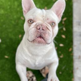 Shady - French Bulldog