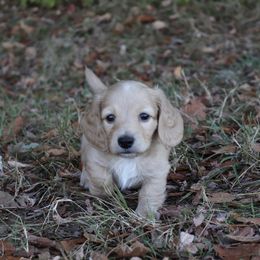Dachshund Puppies from Boothe’s Dachshunds