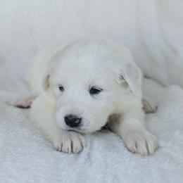 Magenta - White female Great Pyrenees puppy in Yakima, Washington from Naches Heights Ranch