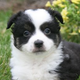 Boy 1 - Black tri male Miniature Australian Shepherd puppy in Fairview, South Dakota from Dakota Toy Aussies