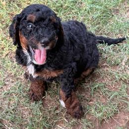 Girl 4 - Tri-color female Bernedoodle puppy in Paradise, Texas from Diamond Z Poodles & Doodles