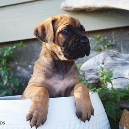 Fawn Girl - Fawn female Cane Corso puppy in Emmett, Idaho from NorthWood’s Cane Corso
