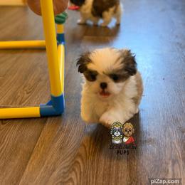 Bambi - Gold and white female Shih Tzu puppy in Walkertown, North Carolina from Lil’ Bit’s Shih Tzu