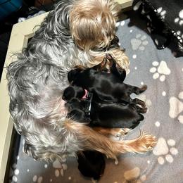 Yorkshire Terrier puppies from Happy Healthy Yorkies