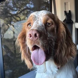 Linc - English Springer Spaniel