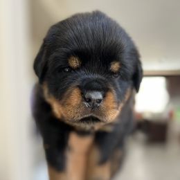Rottweiler Puppies from Von Der Hing Rottweilers
