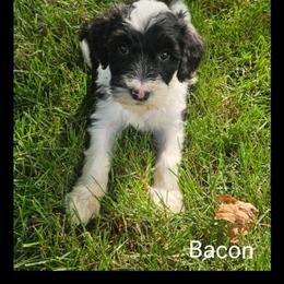 Bacon - Black and white female Sheepadoodle puppy in Farley, Iowa from Iowa's Doodle Co.