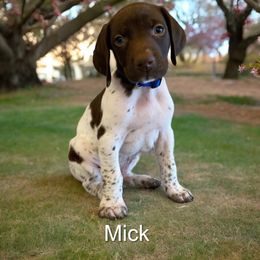 German Shorthaired Pointers from Idaho GSP