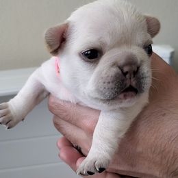 French Bulldog Puppies from Woodlands Frenchies