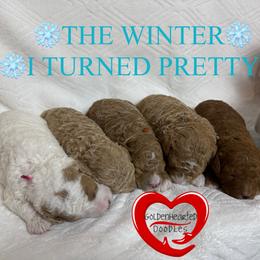 Goldendoodle puppies from GoldenHearted Doodles