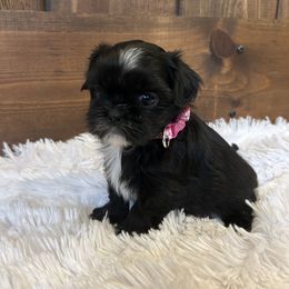 Girl 1 - Shih Tzu puppy from Shih_tzufam3