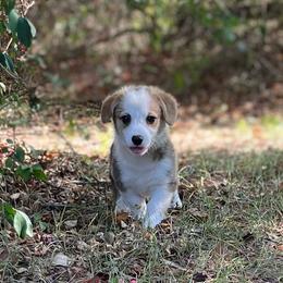 Patriot - Red male Pembroke Welsh Corgi puppy in Hope, Arkansas from Foxy Knoll Farm