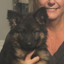Pink Collar - Black and red female German Shepherd puppy in Killen, Alabama from Southern Lakes German Shepherds