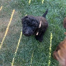 Lucy - Cafe au lait female Poodle puppy in Severance, Colorado from Cox's Poodle Pups