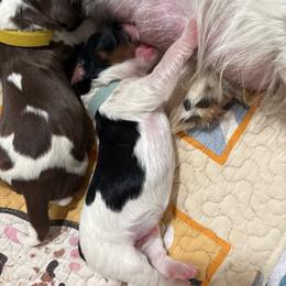 Keanu - Black white and tan male English Springer Spaniel puppy in Borrego Springs, California from Desert Willow Kennel