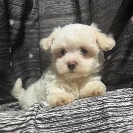 Claire - White female Maltipoo puppy in Chariton, Iowa from Mia Lucky Home
