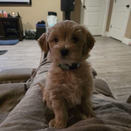 Nova - Red  female Goldendoodle puppy in Layton, Utah from Lauralyn's Goldendoodles