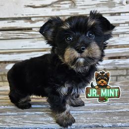 Jr. Mint - Black and tan male Yorkshire Terrier puppy in Cherryville, North Carolina from Alsop's Precious Paws