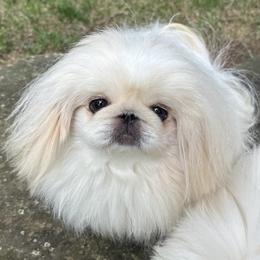 Lily - Pekingese