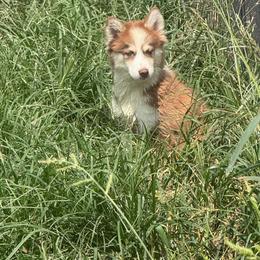 Sheena - Chocolate female Pomsky puppy in Bucyrus, Missouri from Hill Top Pomskies